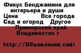 Фикус Бенджамина для интерьера и души › Цена ­ 2 900 - Все города Сад и огород » Другое   . Приморский край,Владивосток г.